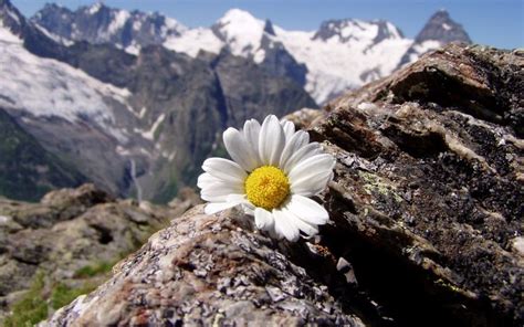 Mountains Landscapes Flowers Daisy Wallpaper Beautiful Nature