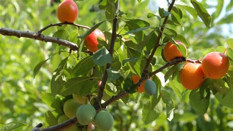 The Definition Of A Specimen Tree Varies From Gardener To Gardener