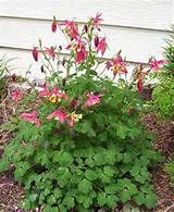 Columbine Flower Leaves Pictures