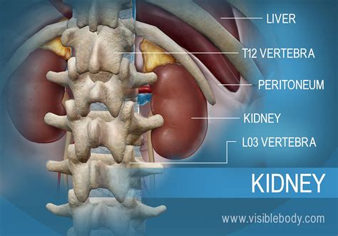 Kidneys Urinary Anatomy