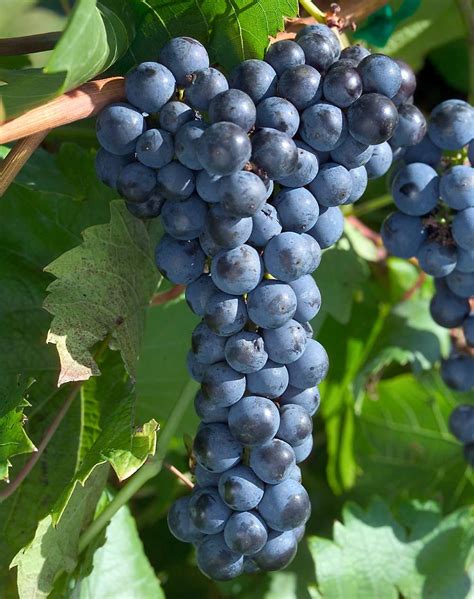 High Hopes For Hybrid Wine Grapes Good Fruit Grower