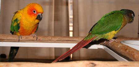 Join us for our monthly learnin' beepers online no prereq's ~ this is a beginners class for all the parrots that are learning yes/no and book/craft enrichment! Best bird as pet for kids and beginners