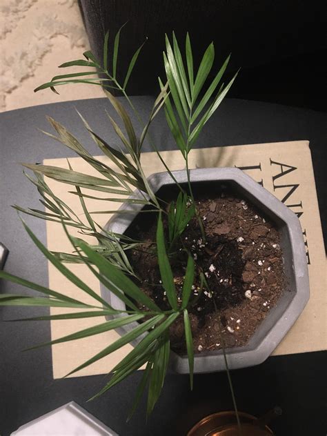Help! My parlor palm that I’ve had for 9 months is starting to look