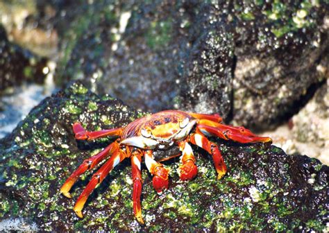 Sally lightfoot crab in amongst the rocks on the beach of bartholome island in the galapagos. 12 - Sally lightfoot crab
