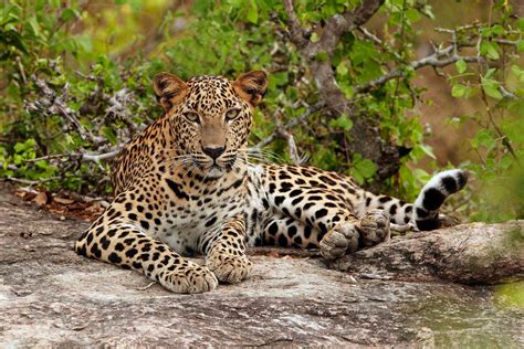 Pakistans Common Leopard Endangered Due To Loss Of Habitat