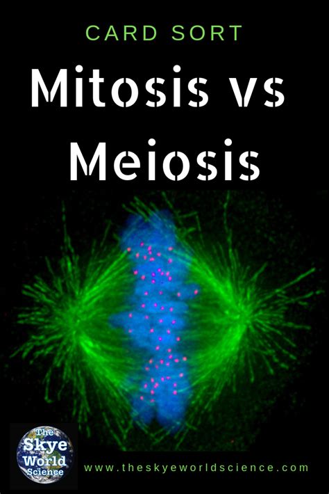 Mitosis Vs Meiosis Card Sort With Student Chart Sorting Cards