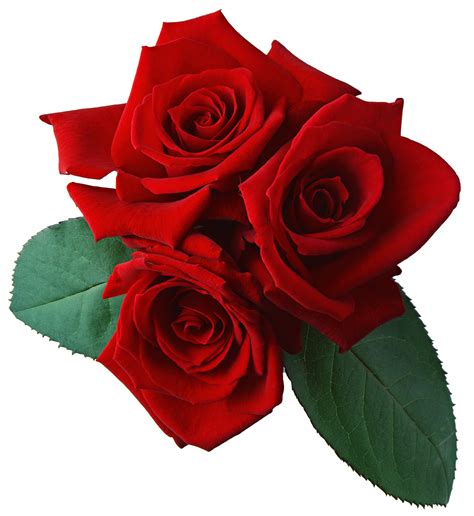 Three Red Rose Png Flower
