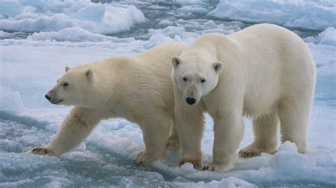 Polar Bears On Snow Covered Landscape Hd Animals