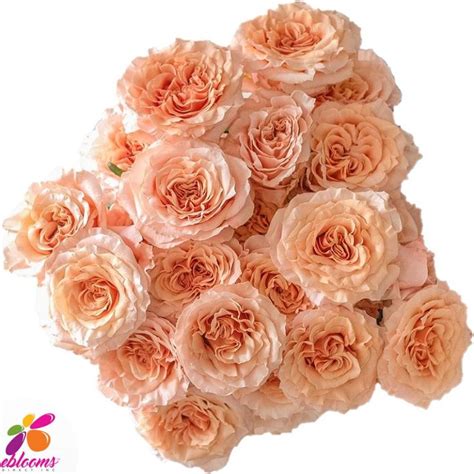 Peach Roses By Variety Order Online With Fee Shipping For All Usa
