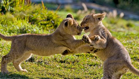 Three Lion Cubs Play Fighting On Grass Serengeti National Park