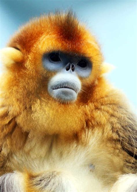 Golden Snub Nosed Monkeys Are Quite A Sight These Chinese Monkeys May