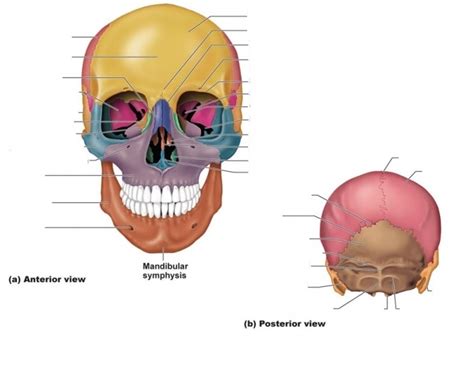 Bones Of The Skull Posterior View Diagram Quizlet