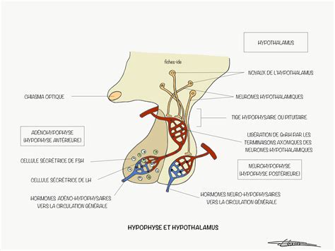 Hypophyse Et Hypothalamus Fiches Ide
