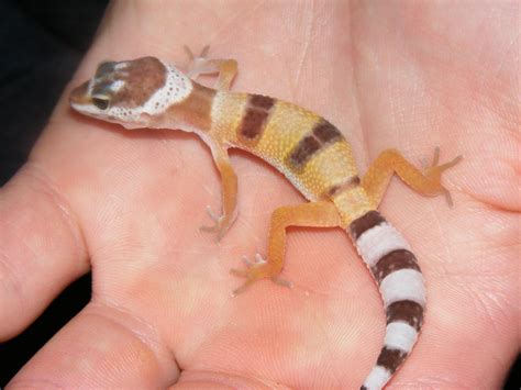 Baby Leopard Gecko For Sale Uk