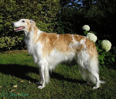 Dog Photo Russian Wolfhound Or Borzoi Dogs