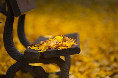 Bench And Autumn Leaves Free Stock Photo - Public Domain Pictures