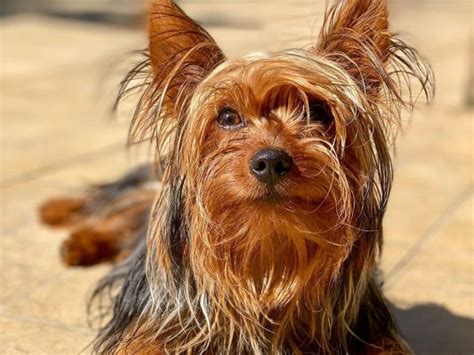 Types Of Yorkies 2 Different Types Of Yorkie Dogs K9 Web