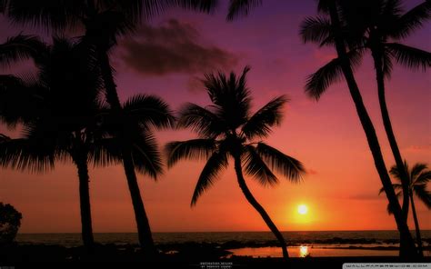 Tropical Sunset Ultra Hd Desktop Background Wallpaper For