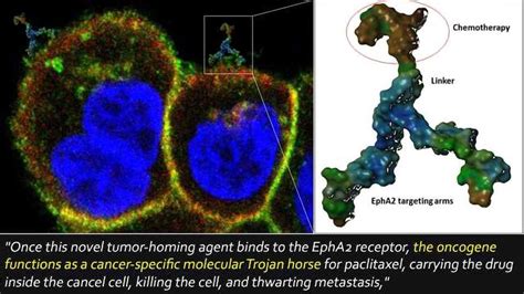 Molecular Trojan Horse Delivers Chemo Drug To Cancer Cells Technology