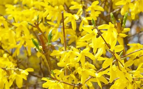 Yellow Flowering Shrub March 11 Shrubs That Flower In Early Spring