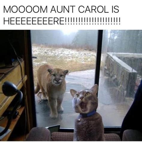 You All Decided Here Are The Top 10 Best Cat Memes Of The Decade I