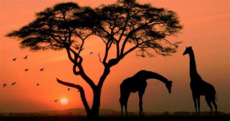Landscape African Sunset 4096x2160 Download Hd Wallpaper Wallpapertip