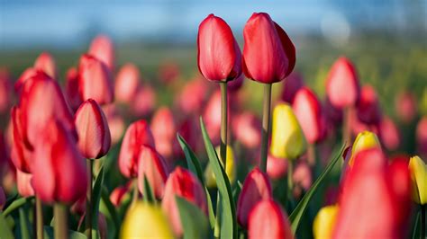 Spring Tulip Festival Bing Wallpaper Download