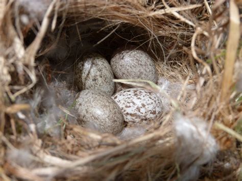 House Sparrow Nest And Eggs Cowbird Egg Project Noah