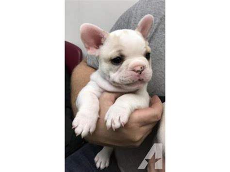 12 Weeks Old Perfect French Bulldog Puppies For Adoption Los Altos