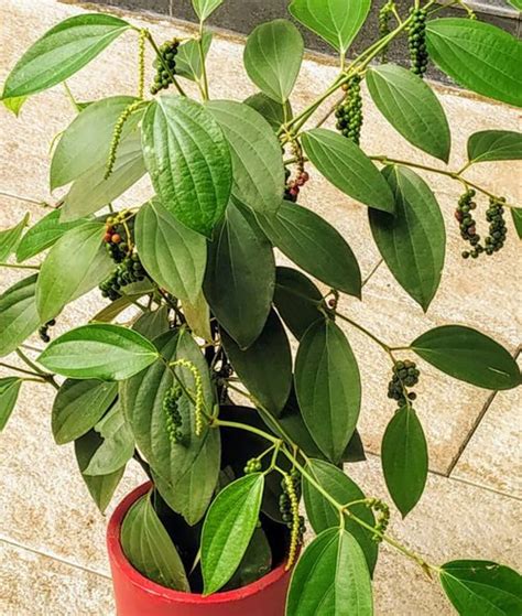 How To Grow Black Pepper Plant Growing Peppercorn