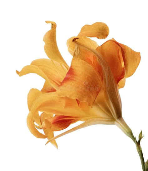 Orange Daylily Orange Flower Isolated On White Background With