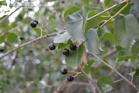 Tiny red berries growing wild on tropical tree at east point reserve in the northern territory of australia tiny red berries growing wild on tropical tree at east. Plant Identification: ID of a tree with small black ...