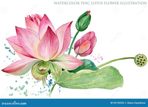 Lotus Plant Illustration
