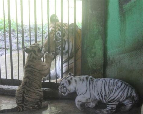 Kebun binatang bandung akan kembali buka sabtu besok 27 juni 2020. Lahirkan 2 Ekor Anak, Koleksi Harimau Benggala Medan Zoo ...