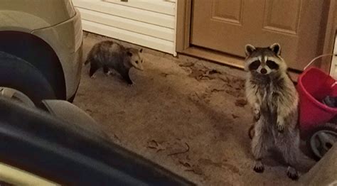 Pet raccoons eat quite a variety of foods. This Raccoon And Opossum Travel And Eat Cat Food Together