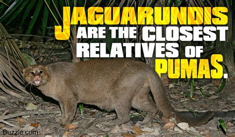 13 Interesting Facts About The Strange Looking Jaguarundi