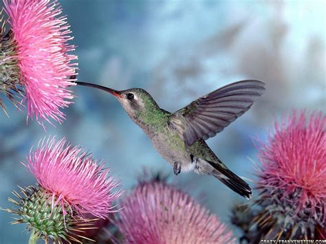 Download 79 Hummingbird Wallpaper Nursery Gambar Terbaik Postsid