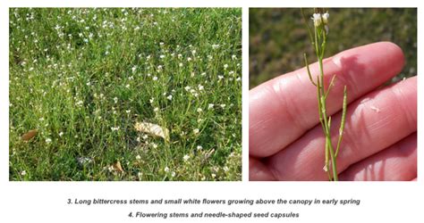 Jimson weed, white flower no. News & Events | Genesis Turfgrass