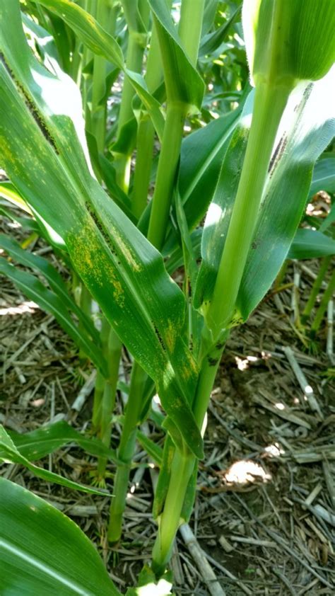 Corn Disease Update Ut Crops News