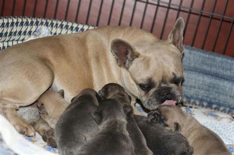 We also offer standard size breeds so we have a couple of english bulldog pups looking for a good home and ready to go home they are. Blue French Bulldog Puppies for Sale - Breeding Blue ...