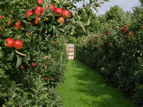 Fruit Garden In Backyard : Rickyhil Outdoor Ideas - Fruit Garden In