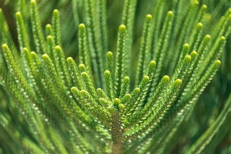 Green Conifer Background Free Stock Photo Public Domain Pictures