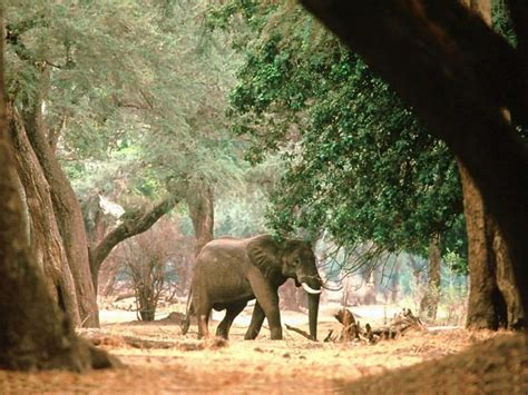 Gratis untuk komersial tidak perlu kredit bebas hak cipta. gambar gajah, foto gajah