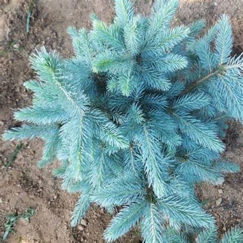 Free Shipping 30pcs Colorado Blue Spruce Tree Seeds Picea Pungens Fir