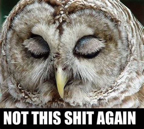 Owl Funny Owls Owl Quotes