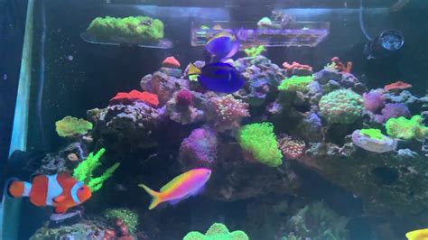 50 Gallon Mixed Reef Tank 파우더 블루탱 입수 Powder Blue Tang Youtube