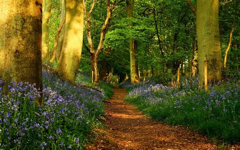 Download Wallpaper 1920x1200 Track Trees Flowers Wood Avenue