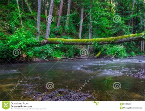 Beautiful Wild River In Summertime Green Forest Stock Photo Image Of