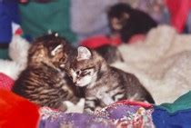 Katzenbabys und katzen kaufen & verkaufen im großen katzenmarkt auf quoka.de. katzen suchen ein Zuhause,Katzen aus Reutlingen,Katzen aus ...