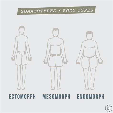 Body Types Ectomorph Mesomorph Endomorph